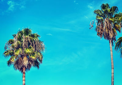 Low angle view of coconut palm tree against blue sky