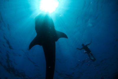 Low angle view of people swimming in sea