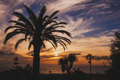 Silhouette palm trees against sky during sunset