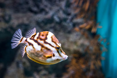 Close-up of fish swimming in sea