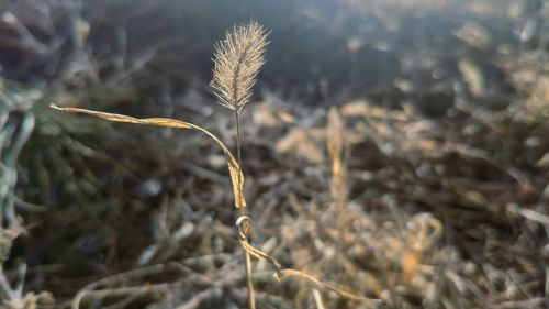 Close-up of wilted plant on field during winter