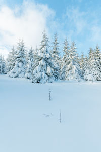 Snow covered trees on field against sky