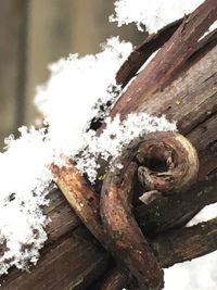 Close-up of tree trunk during winter