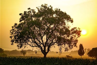 Tree on field against sky during sunset