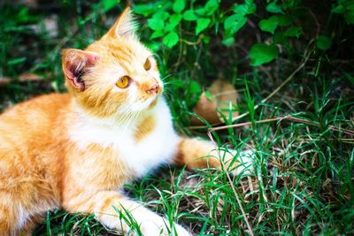 Cat looking away on field