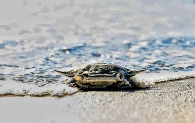 Close-up of crab on beach