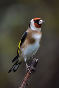 Close-up of bird perching