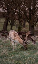 Deer in a field