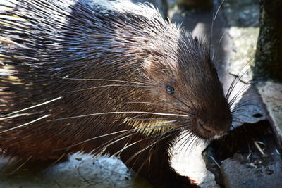 Close-up of an animal