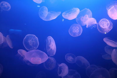 Jellyfish in sea