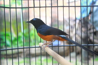 Close-up of bird perching on metal fence