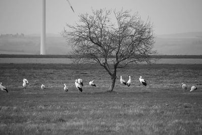 View of birds on field against sky
