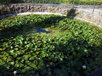 Water lilies in pond