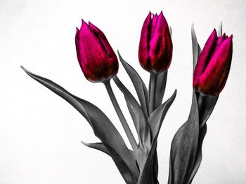 Close-up of purple crocus against white background