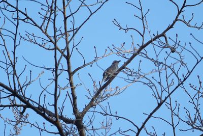 Low angle view of bird perching on bare tree against sky