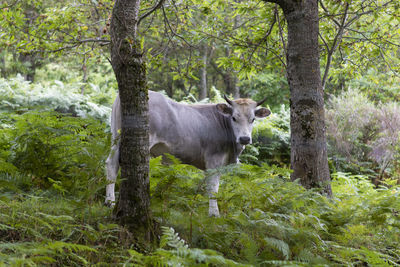 Sheep standing in a forest