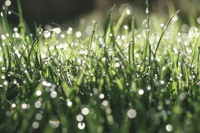Close-up of wet plants during rainy season grass dew 