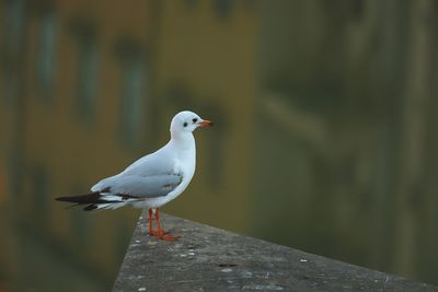 Close-up of seagull perching on railing against wall