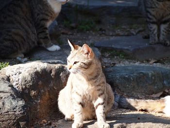 Cat sitting in a looking away