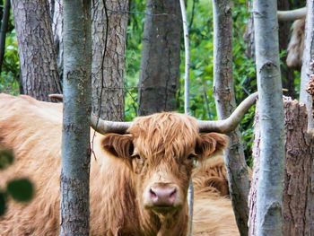 Cows in a foresf looking to you