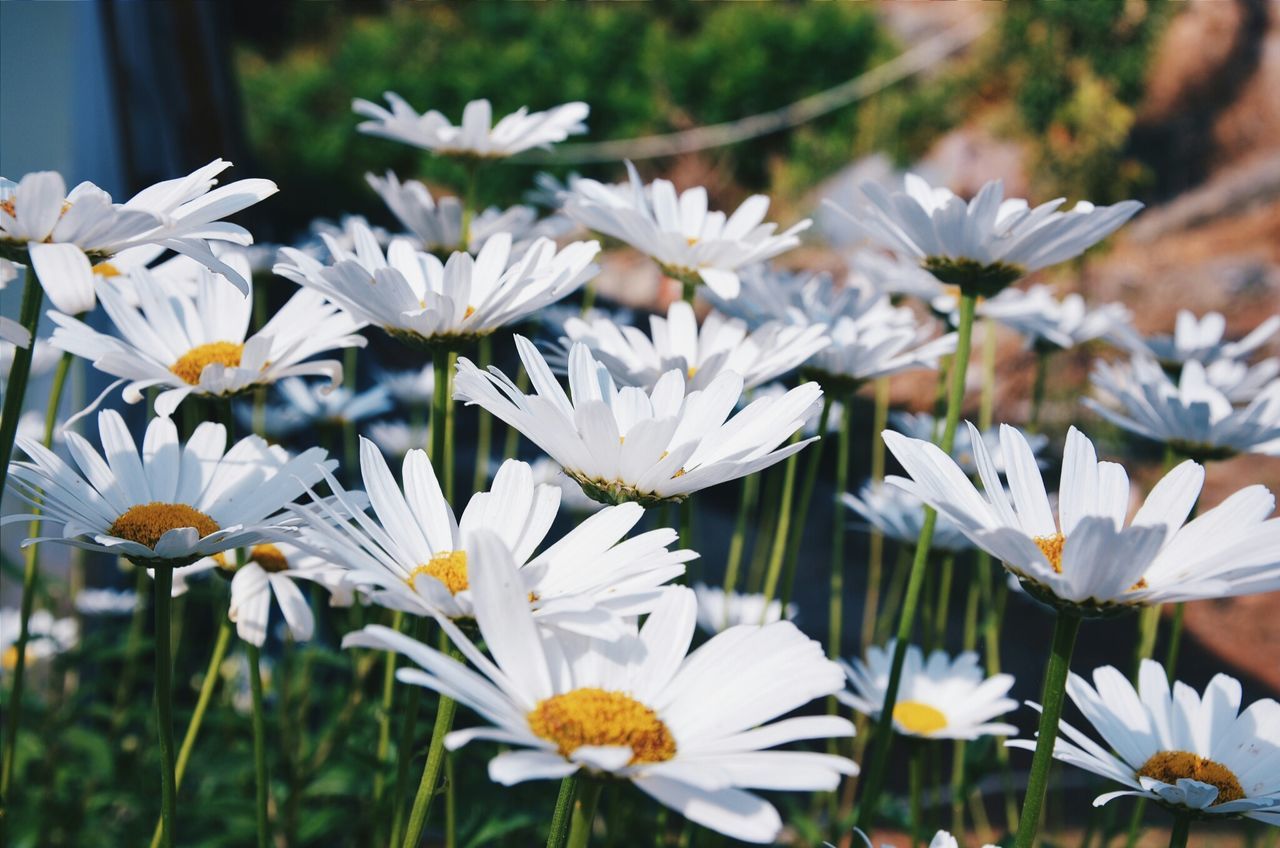 flower, white color, fragility, freshness, petal, growth, focus on foreground, flower head, blooming, beauty in nature, nature, plant, close-up, pollen, white, in bloom, stem, day, outdoors, daisy
