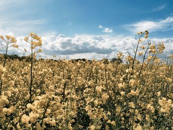 Plants growing on landscape