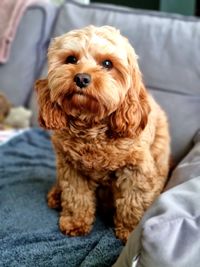 Portrait of dog relaxing on bed at home