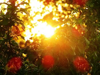 Close-up of yellow flowering plant against bright sun