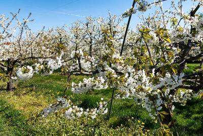 Cherry blossoms in spring