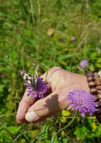 Close-up of butterfly on purple flower