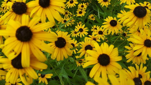 High angle view of yellow flowers