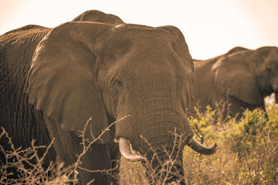 Elephant in a field