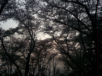 Low angle view of trees in forest