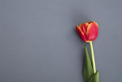 Close-up of red rose against white background