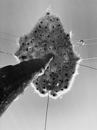 Low angle view of succulent plant against clear sky