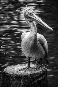 Bird perching on rock by lake