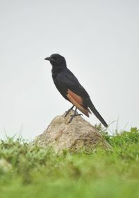 Bird perching on rock