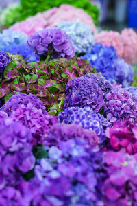 Close-up of purple hydrangea flowers