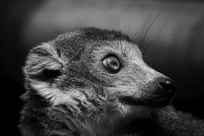 Close-up of a animal looking away