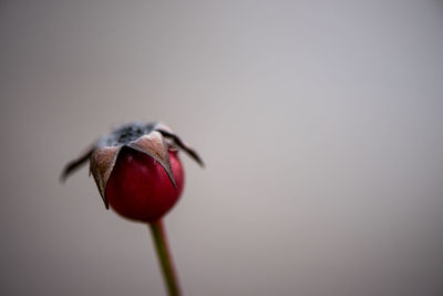 Close-up of red bird