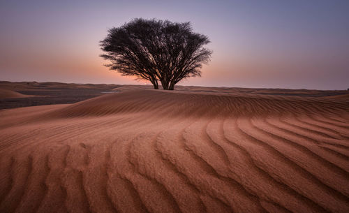 Tree on sand dune in desert against clear sky