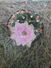 Close-up high angle view of pink flower