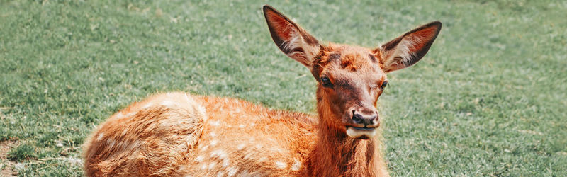 Close-up of a horse on field