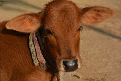 Close-up of cow