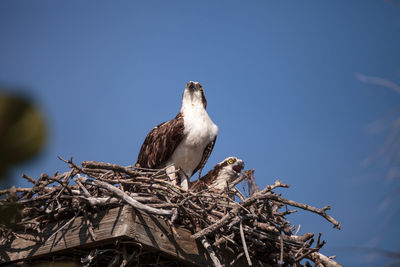 Low angle view of birds perching on nest against sky