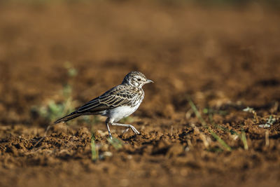 Close-up of bird perching on field