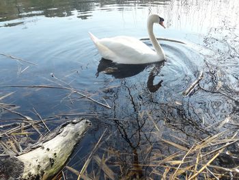 High angle view of swan swimming in lake