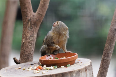 Monkey sitting on a tree