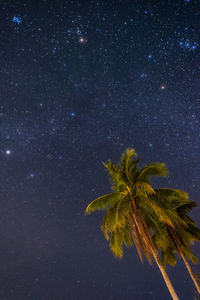 Low angle view of palm tree against sky at night