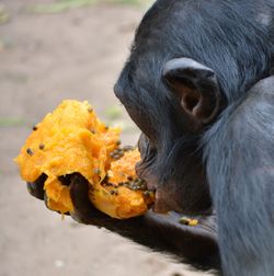 A chimpanzee or gorilla eating i, the forest 